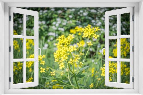 Fototapeta Naklejka Na Ścianę Okno 3D - Wild flowers
