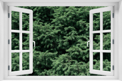Fototapeta Naklejka Na Ścianę Okno 3D - Christmas Tree Branches Wallpaper Background. Selective Focus.