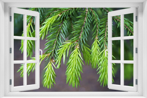 Fototapeta Naklejka Na Ścianę Okno 3D - young shoots of spruce branches