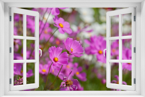 Fototapeta Naklejka Na Ścianę Okno 3D - Soft focus on pink cosmos in the garden.