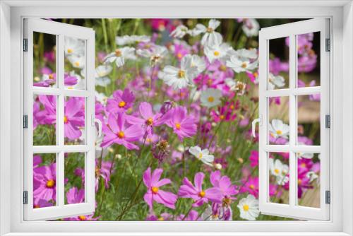 Fototapeta Naklejka Na Ścianę Okno 3D - Soft focus on pink cosmos in the garden.