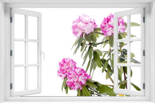 Fototapeta Naklejka Na Ścianę Okno 3D - 白からピンクのシャクナゲの花