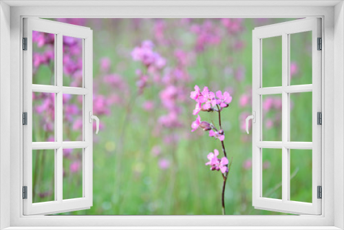 Fototapeta Naklejka Na Ścianę Okno 3D - Pink wildflower
