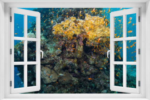 Fototapeta Naklejka Na Ścianę Okno 3D - Tropical fish