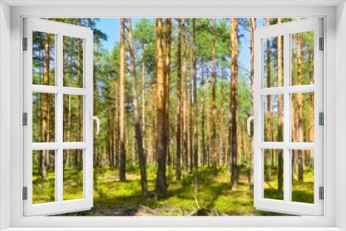 Fototapeta Naklejka Na Ścianę Okno 3D - Pine Forest