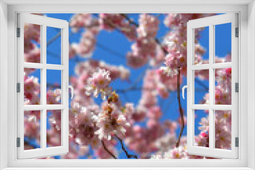 Fototapeta Naklejka Na Ścianę Okno 3D - Kirschbaumblüten