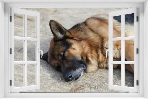 Fototapeta Naklejka Na Ścianę Okno 3D - Modica, IT, January 24, 2015: a German shepherd dog in the garden of an house in Sicily.