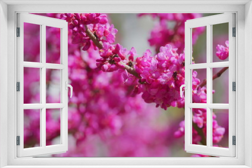 Fototapeta Naklejka Na Ścianę Okno 3D - Deep Pink Flowers Of Judas Tree. Pink Pea Shaped Flower Clusters During Summer Season. Close up.