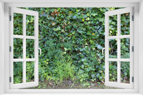 Fototapeta Naklejka Na Ścianę Okno 3D - Ivy Wall