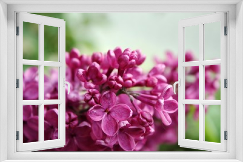 Fototapeta Naklejka Na Ścianę Okno 3D - Lilac flowers, purple Close-up 