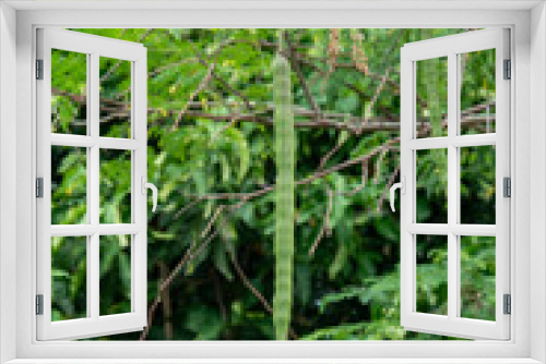 Fototapeta Naklejka Na Ścianę Okno 3D - Moringa pods on the Moringa tree.