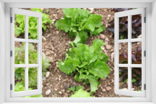 Fototapeta Naklejka Na Ścianę Okno 3D - differenti tipi di insalata nell'orto