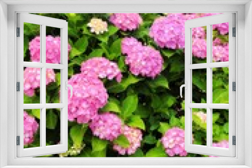 Fototapeta Naklejka Na Ścianę Okno 3D - ピンクの紫陽花
