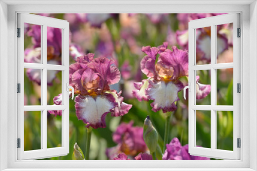 Fototapeta Naklejka Na Ścianę Okno 3D - Iris flower
