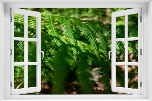 Fototapeta Naklejka Na Ścianę Okno 3D - selective focus, detail of some fern leaves in a forest in summer