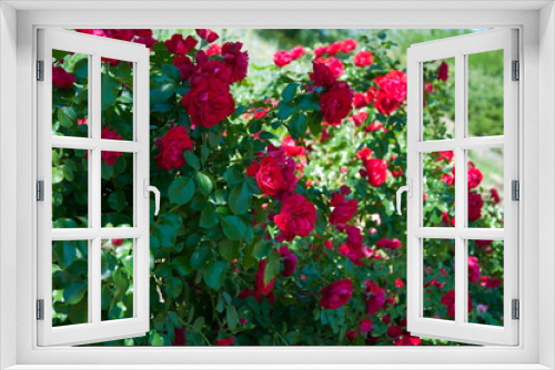 Fototapeta Naklejka Na Ścianę Okno 3D - Цветение красных роз.