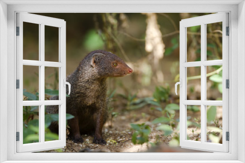 Fototapeta Naklejka Na Ścianę Okno 3D - Indian gray mongoose in Sri Lanka