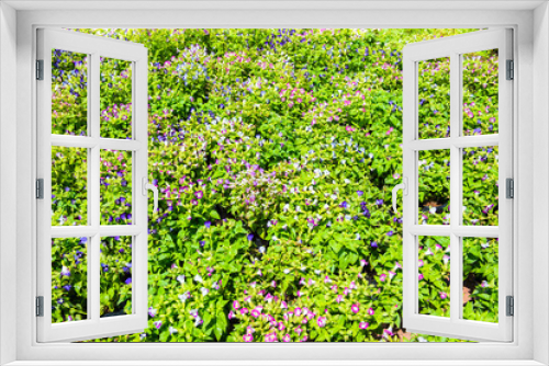 Fototapeta Naklejka Na Ścianę Okno 3D - Lush landscaped garden with flowerbed and colorful plants