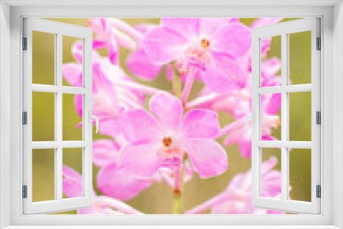 Fototapeta Naklejka Na Ścianę Okno 3D - Violet white vanda orchid flower .