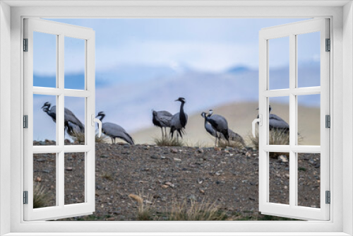 Fototapeta Naklejka Na Ścianę Okno 3D - beautiful gray demoiselle cranes against the background of mountains on a sunny summer day in the south of Altai