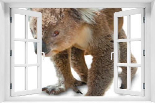 Fototapeta Naklejka Na Ścianę Okno 3D - Koala isolated