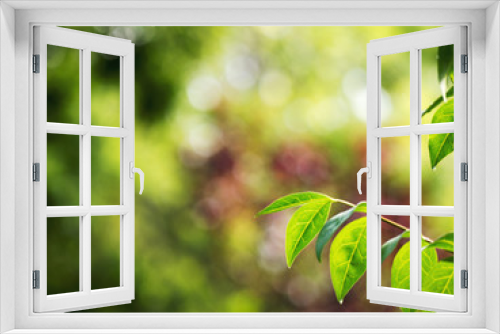 Fototapeta Naklejka Na Ścianę Okno 3D - Sommerlicher Blätterhintergrund