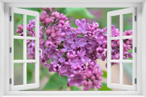Fototapeta Naklejka Na Ścianę Okno 3D - Syringa lilac flowers close up