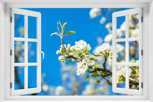Fototapeta Naklejka Na Ścianę Okno 3D - Flower, background, spring.
