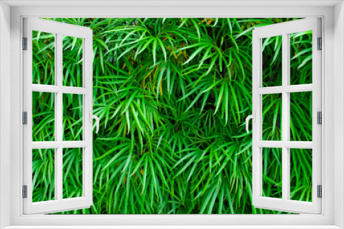 Fototapeta Naklejka Na Ścianę Okno 3D - Green leaf background suitable for wallpaper or for text