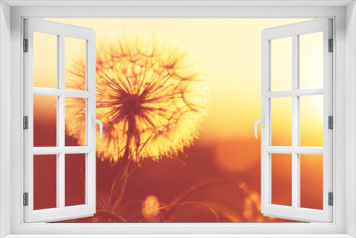Fototapeta Naklejka Na Ścianę Okno 3D - Dandelion