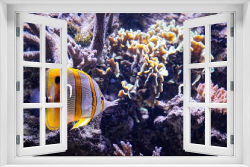 Fototapeta Naklejka Na Ścianę Okno 3D - Colourful tropical butterflyfish on the coral reef