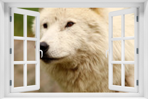 Fototapeta Naklejka Na Ścianę Okno 3D - Arctic wolf in the summer