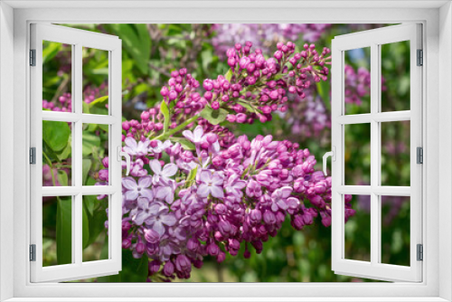 Fototapeta Naklejka Na Ścianę Okno 3D - Lilac selective focus