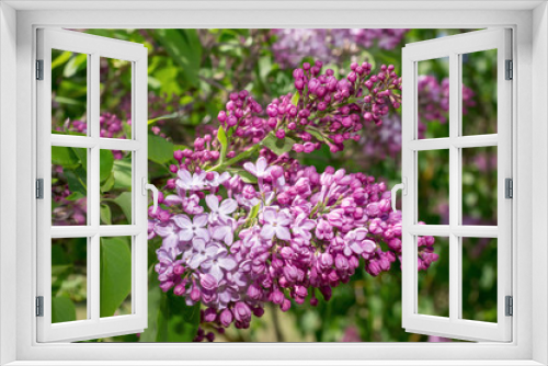 Fototapeta Naklejka Na Ścianę Okno 3D - Lilac selective focus