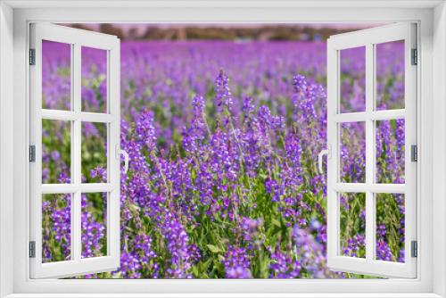 Fototapeta Naklejka Na Ścianę Okno 3D - Purple flower