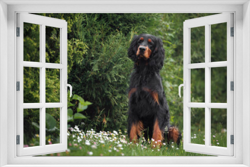 Fototapeta Naklejka Na Ścianę Okno 3D - gordon setter dog sitting outdoors in the park in summer