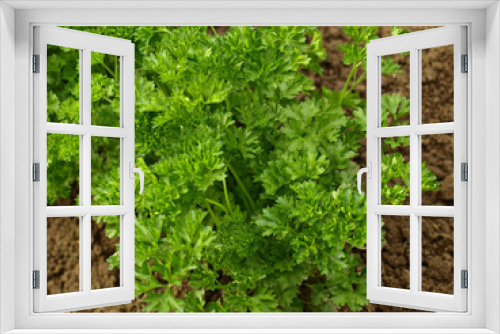 Fototapeta Naklejka Na Ścianę Okno 3D - persil  du  jardin