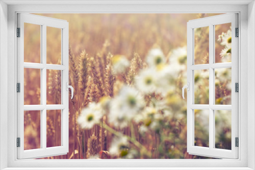 Fototapeta Naklejka Na Ścianę Okno 3D - Wheat field and daisy flower