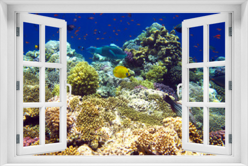 Fototapeta Naklejka Na Ścianę Okno 3D - Tropical coral reef in Red sea