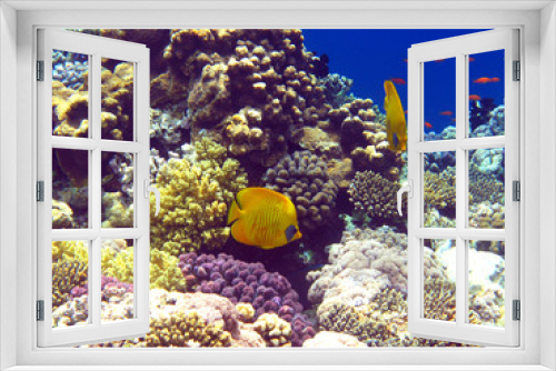 Fototapeta Naklejka Na Ścianę Okno 3D - Coral reef in Red sea