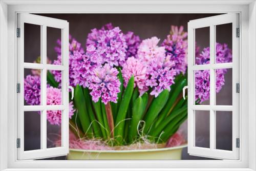 Fototapeta Naklejka Na Ścianę Okno 3D - hyacinth flowers in pot