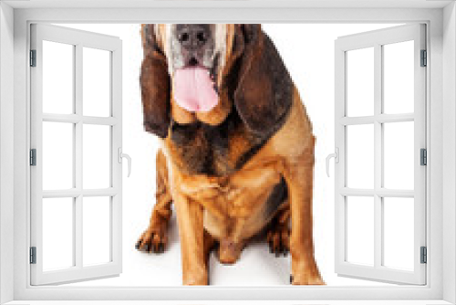 Fototapeta Naklejka Na Ścianę Okno 3D - Tired Bloodhound Sitting Looking Forward