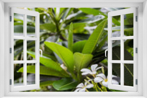 Fototapeta Naklejka Na Ścianę Okno 3D - Plumeria flowers