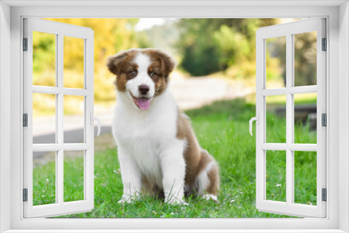 Fototapeta Naklejka Na Ścianę Okno 3D - Red and white Australian Shepherd puppy in the summer in the park against the backdrop of trees illuminated by the setting sun