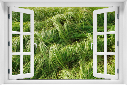 Fototapeta Naklejka Na Ścianę Okno 3D - Grass for grazing cattle.