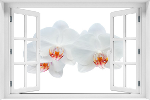 Fototapeta Naklejka Na Ścianę Okno 3D - orchid flowers on white background