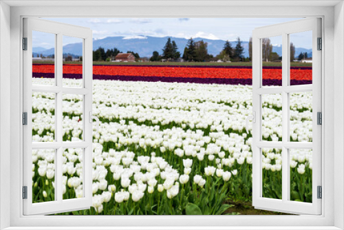 Fototapeta Naklejka Na Ścianę Okno 3D - Agricultural tourism, farm field of tulip bulbs with flowers blooming in bright white, green leaves showing between rows, red barn and mountains in background, spring in Skagit Valley, Washington Stat