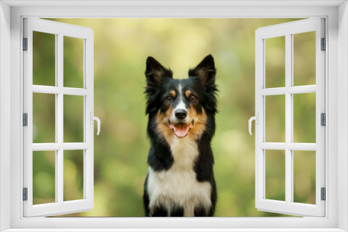 Fototapeta Naklejka Na Ścianę Okno 3D - A Border Collie dog smiles against a blurred green forest backdrop. Insight: This canine striking black and white coat and attentive gaze showcase the breed's characteristic intelligence 
