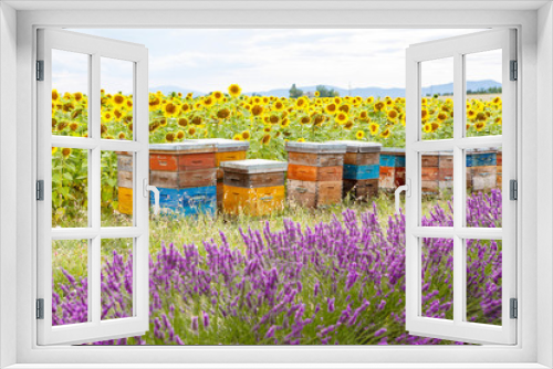 Fototapeta Naklejka Na Ścianę Okno 3D - Bee hives on lavender fields, near Valensole, Provence.
