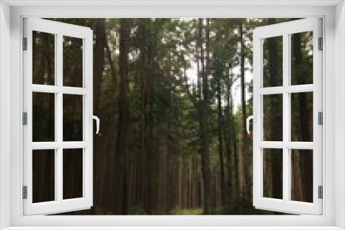 Fototapeta Naklejka Na Ścianę Okno 3D - into the woods